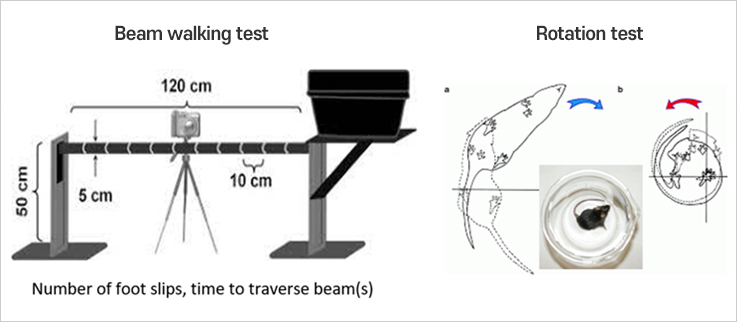 Elevated plus maze test, Novelty suppressed feeding test, Light dark box test 